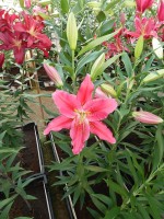 [4358 Bromley DJ No01.JPG]